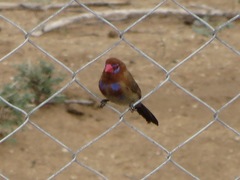 Granatina ianthinogaster