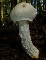Austroboletus niveus