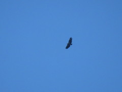 Buteogallus coronatus