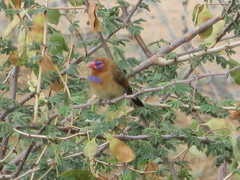 Granatina ianthinogaster