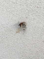 Polistes arizonensis