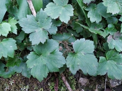 Ranunculus cappadocicus