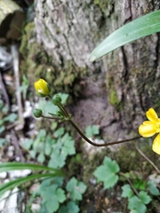 Ranunculus cappadocicus