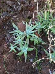 Dudleya virens hassei