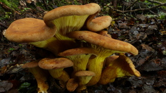 Austropaxillus