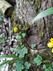 Ranunculus cappadocicus