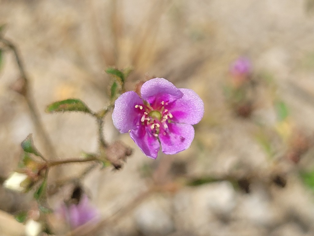 Acisanthera