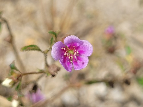 Acisanthera