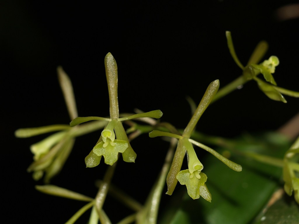 Greenfly Orchid