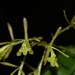 Epidendrum conopseum - Photo (c) CARLOS VELAZCO, algunos derechos reservados (CC BY-NC), uploaded by Carlos G Velazco-Macias