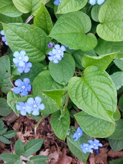 Omphalodes verna