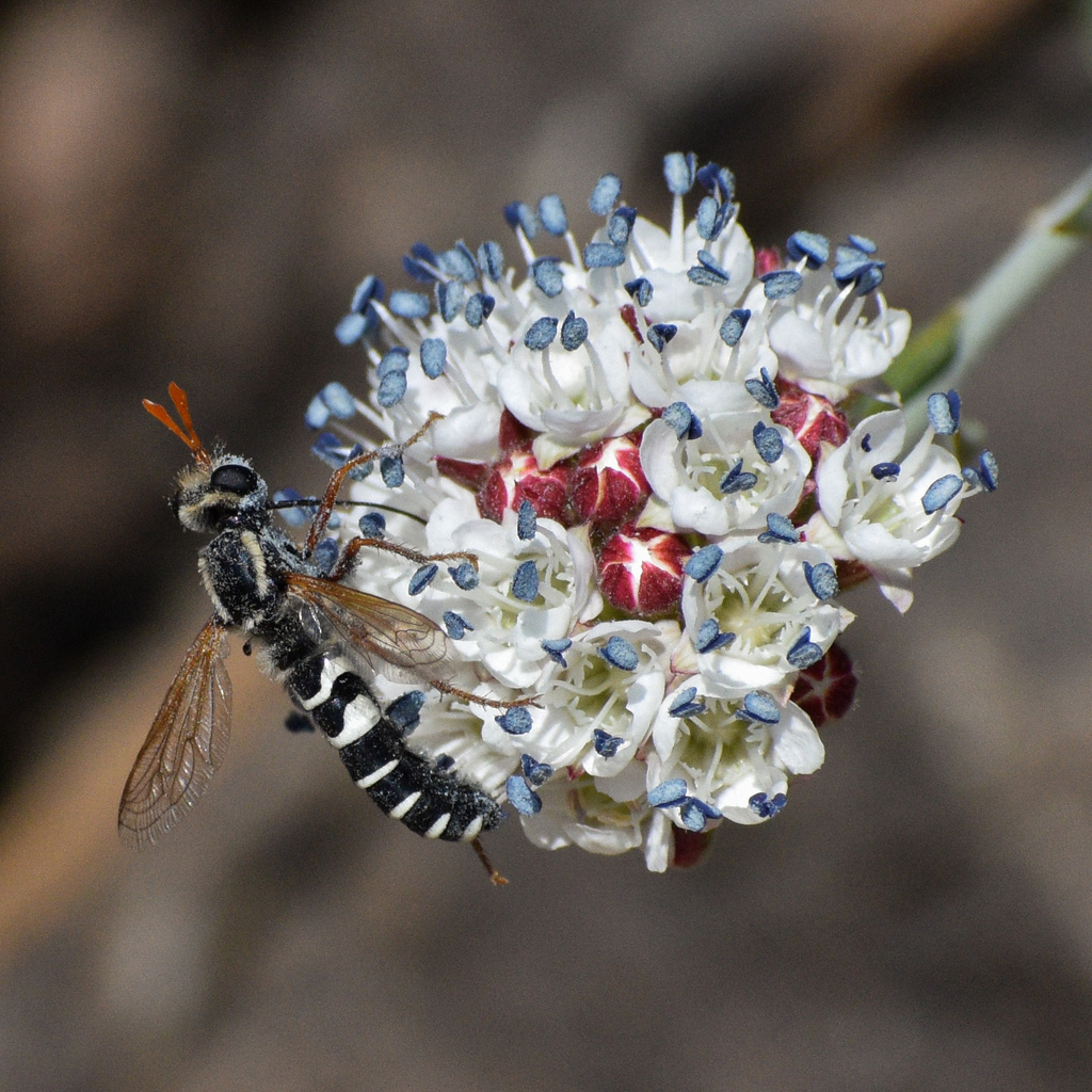 Mitrodetus dentitarsis