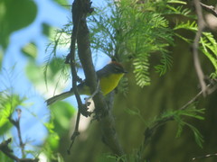 Myioborus brunniceps