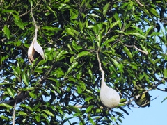 Aspidosperma cruentum