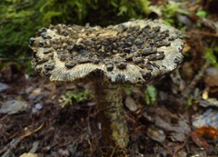 Amanita nigrescens