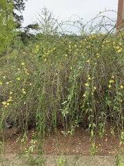 Jasminum mesnyi