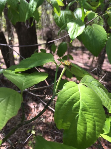 Cornus florida image