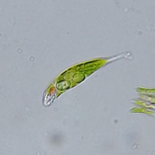 Genus Euglena · iNaturalist