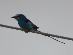 Coracias abyssinicus