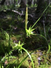 Carex lonchocarpa