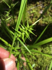Carex lonchocarpa