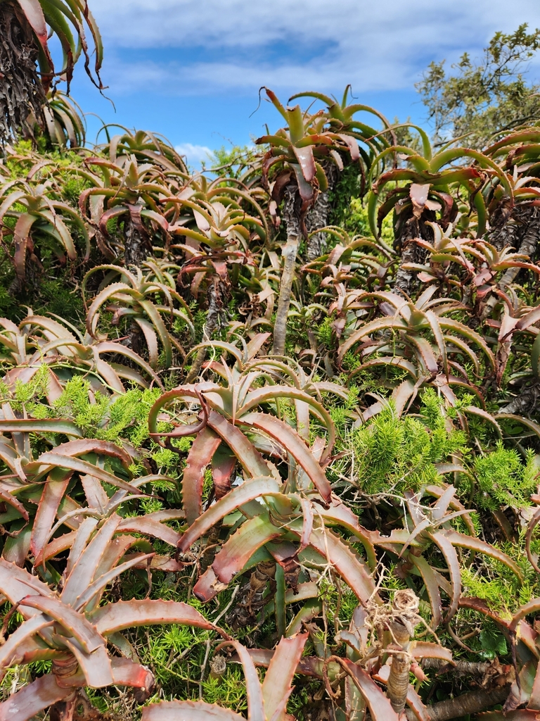Candelabra Aloe from Cape Peninsula, Cape Town, South Africa on