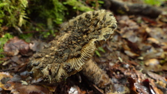 Amanita nigrescens
