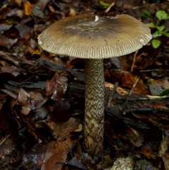 Amanita pekeoides - Photo (c) Steve Reekie, some rights reserved (CC BY-NC), uploaded by Steve Reekie