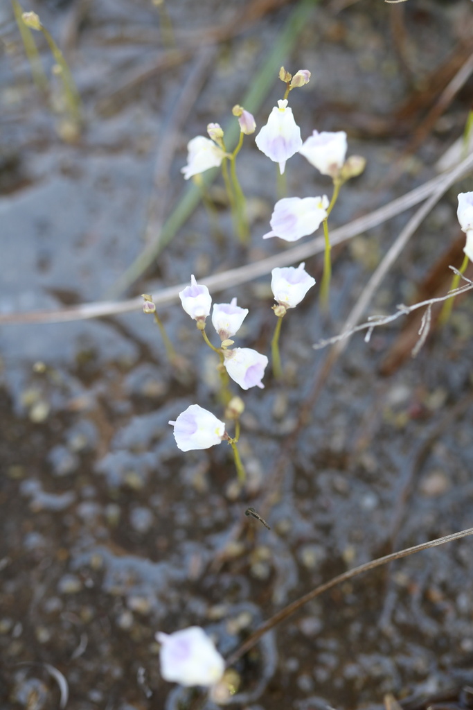 Lead Bladderwort Utricularia Livida Botanical Realm lead-bladderwort-utricularia-livida-botanical-realm