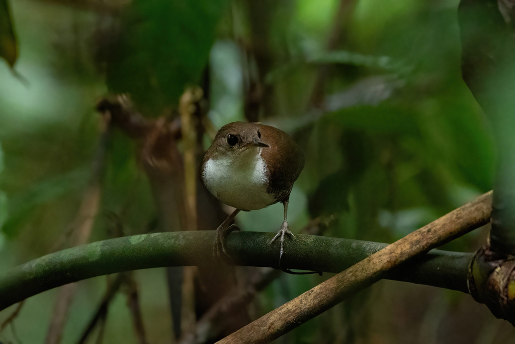 Southern Nightingale-wren