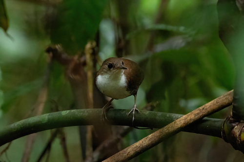 Southern Nightingale-wren