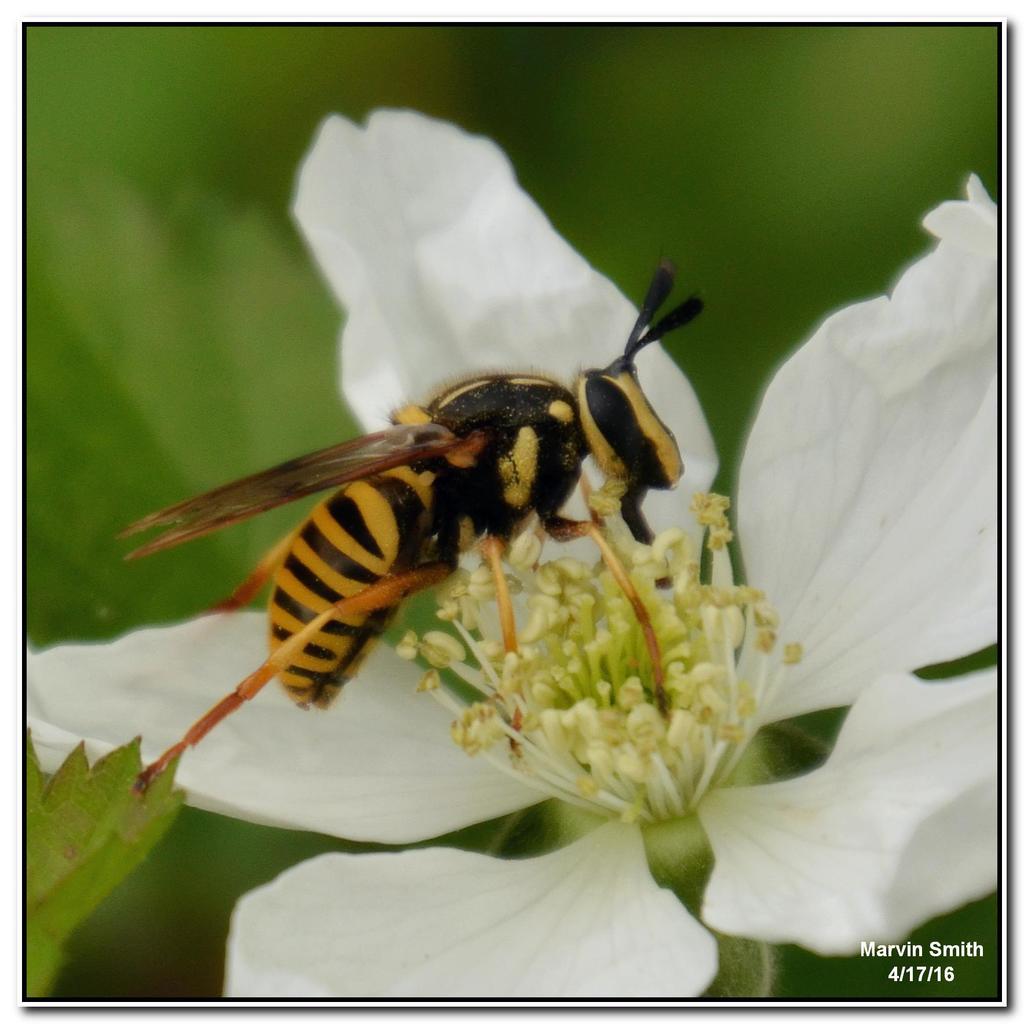 Long-horned Yellowjacket Fly