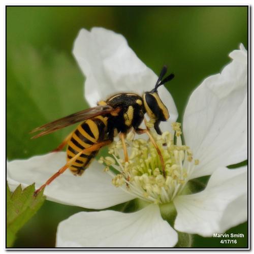 Long-horned Yellowjacket Fly
