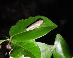 Egidemia fowleri