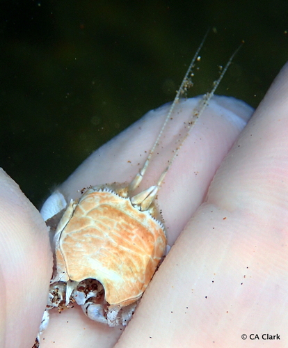 Albunea speciosa, 2023-12-10