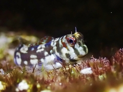 Biliton Blenniella photo 3