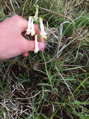 Penstemon oklahomensis