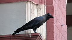 Corvus splendens