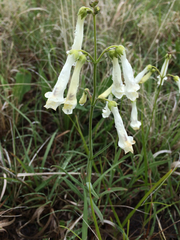 Penstemon oklahomensis