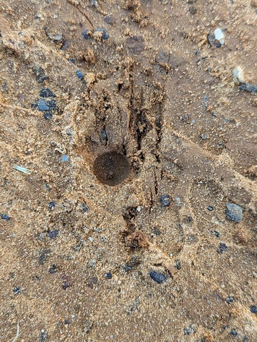 Cottontail Rabbits photographed in Alabama
