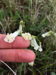 Penstemon oklahomensis