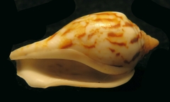 Maculastrombus rapanuensis