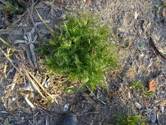 Rorippa amphibia