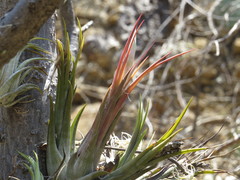 Tillandsia circinnatioides