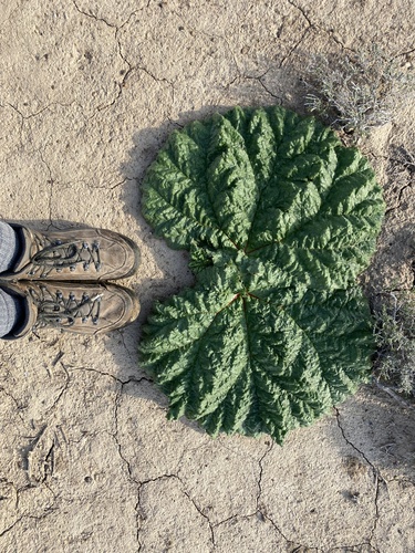 Tartarian Rhubarb