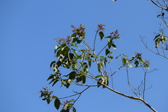 Heliocarpus