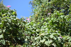 Ipomoea mairetii