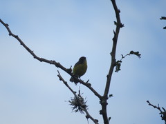 Myioborus brunniceps