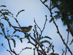 Myioborus brunniceps