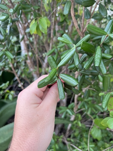 Myrcianthes fragrans